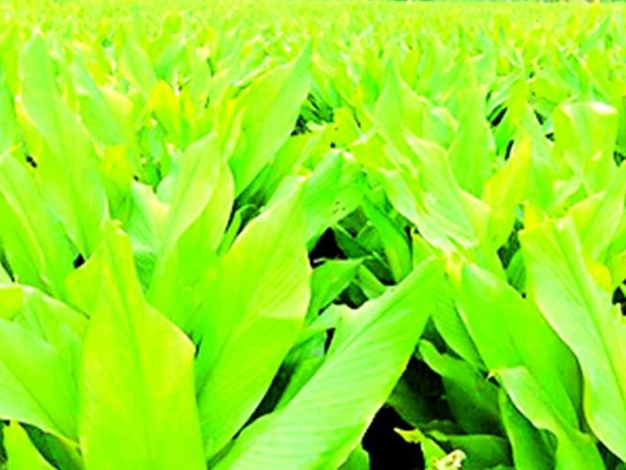 Production of Wayagaon turmeric crop will decrease this year | वायगाव हळद पिकाचे यंदा उत्पादन घटणार Production of Wayagaon turmeric crop will decrease this year | वायगाव हळद पिकाचे यंदा उत्पादन घटणार