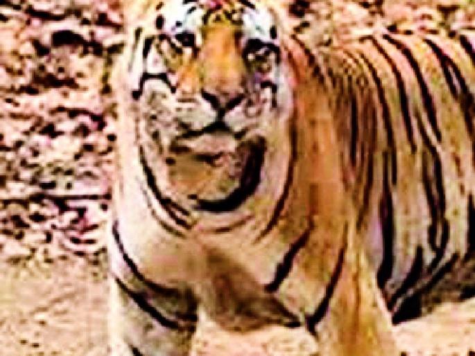 Due to violent animal attacks, villagers panic | हिंस्र प्राण्यांच्या हल्ल्यांमुळे गावांमध्ये दहशत Due to violent animal attacks, villagers panic | हिंस्र प्राण्यांच्या हल्ल्यांमुळे गावांमध्ये दहशत