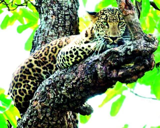 Planting on Leopard's Tree | बिबट्याचे झाडावर बस्तान Planting on Leopard's Tree | बिबट्याचे झाडावर बस्तान