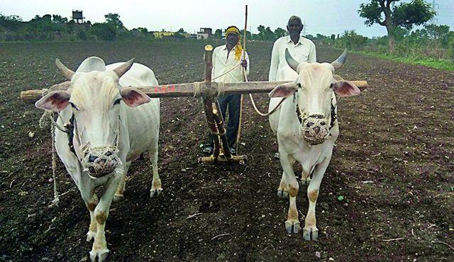 Seeds of soil in cloud cover | ढगांच्या लपंडावात बियाणे मातीमोल Seeds of soil in cloud cover | ढगांच्या लपंडावात बियाणे मातीमोल