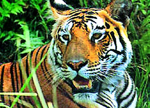 Leader's View of the Tiger at Shivar | शिवारात पट्टेदार वाघाचे दर्शन Leader's View of the Tiger at Shivar | शिवारात पट्टेदार वाघाचे दर्शन