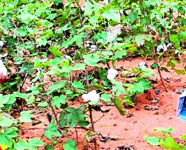 Eight talukas drought like | आठ तालुके दुष्काळसदृश Eight talukas drought like | आठ तालुके दुष्काळसदृश