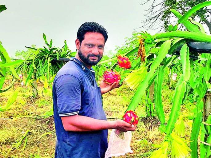 Overseas dragon fruit blooms in Vihirgaon | विहिरगावात फुलले साता समुद्रापारचे ड्रॅगन फ्रूट