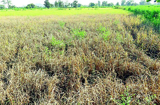 Due to turf-paddy threat | तुडतुड्यामुळे धानपीक धोक्यात Due to turf-paddy threat | तुडतुड्यामुळे धानपीक धोक्यात
