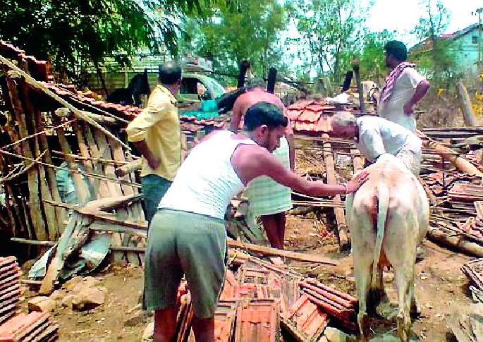Two cattle injured in storm collapse | वादळाने गोठा कोसळून दोन जनावरे जखमी Two cattle injured in storm collapse | वादळाने गोठा कोसळून दोन जनावरे जखमी