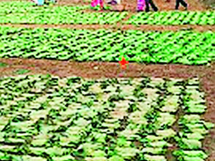 Five lakh bonus stalled | पाच लाखांचा बोनस रखडला Five lakh bonus stalled | पाच लाखांचा बोनस रखडला