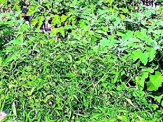 Flavored fruit on biological fertilizers | जैैविक खतांवर फुलविल्या फळभाज्या Flavored fruit on biological fertilizers | जैैविक खतांवर फुलविल्या फळभाज्या