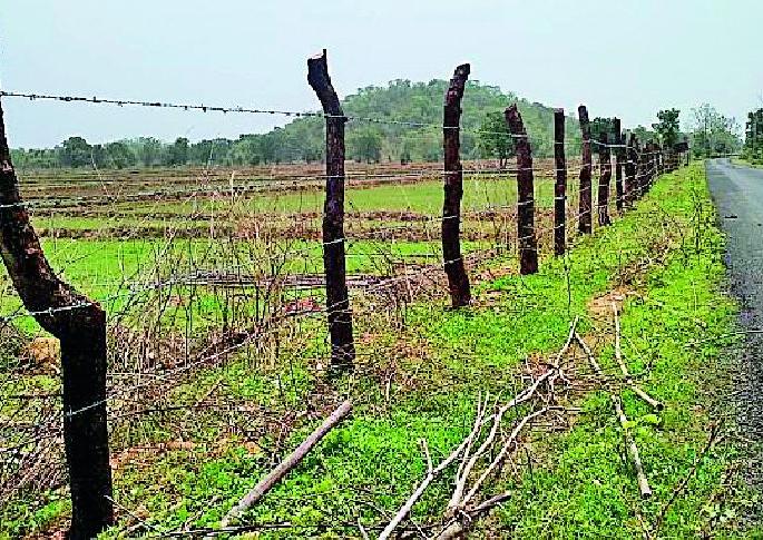 Stop the tree fencing | कुंपणासाठी वृक्षतोड थांबवा Stop the tree fencing | कुंपणासाठी वृक्षतोड थांबवा