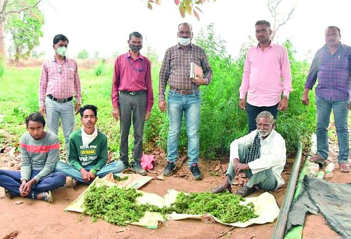 Cannabis cultivation exposed in Kurkheda | कुरखेडात गांजाची शेती उघडकीस