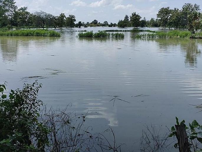 Floods affect over 20,000 hectares in Gadchiroli | पुरामुळे गडचिरोलीत २० हजारावर हेक्टर क्षेत्र बाधित Floods affect over 20,000 hectares in Gadchiroli | पुरामुळे गडचिरोलीत २० हजारावर हेक्टर क्षेत्र बाधित