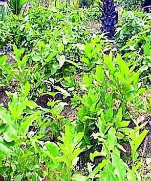 Dysfunction of Gramsabhakta by Tandupta Contractors | तेंदूपत्ता कंत्राटदारांकडून ग्रामसभांची दिशाभूल