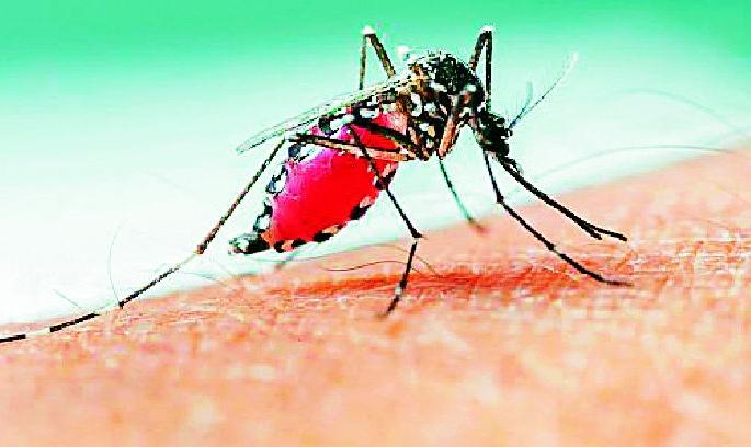 Two years later this year again the plague of malaria | दोन वर्षानंतर यावर्षी पुन्हा मलेरियाचा कहर Two years later this year again the plague of malaria | दोन वर्षानंतर यावर्षी पुन्हा मलेरियाचा कहर