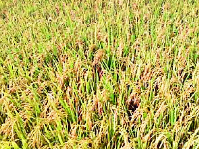 Four talukas will be included in the list of drought-hit people | चार तालुक्यांचा समावेश दुष्काळग्रस्तांच्या यादीत होणार