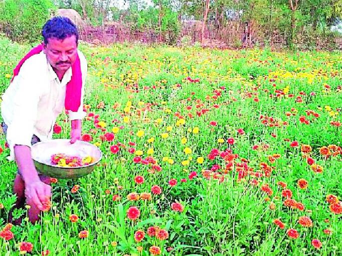 Farmer's trend towards Phoolshetty | फूलशेतीकडे शेतकऱ्यांचा कल