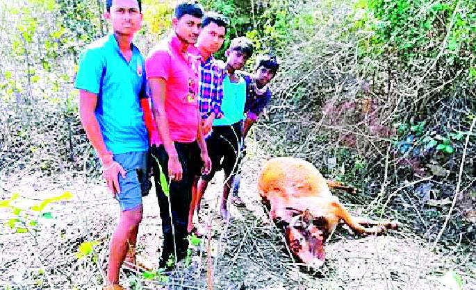 The leopard hunts | बिबट्याने केली गोऱ्याची शिकार The leopard hunts | बिबट्याने केली गोऱ्याची शिकार
