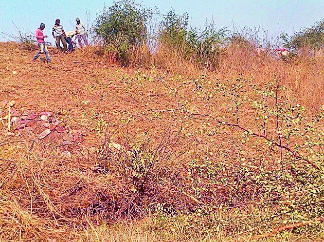 Finally, the tree trunk started | अखेर धरणाच्या पाळीवरील वृक्षतोड सुरू Finally, the tree trunk started | अखेर धरणाच्या पाळीवरील वृक्षतोड सुरू