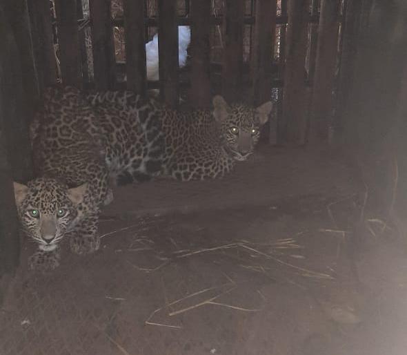 In Igatpuri, two leopard cubs were trapped in the same cage | इगतपुरीत एकाच पिंजऱ्यात अडकले बिबट्याचे दोन बछडे In Igatpuri, two leopard cubs were trapped in the same cage | इगतपुरीत एकाच पिंजऱ्यात अडकले बिबट्याचे दोन बछडे