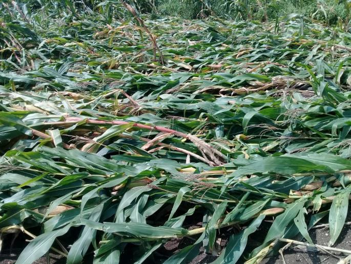 Farmers worry about rabi season capital | शेतकाऱ्यांना रब्बी हंगामाच्या भांडवलाची चिंता Farmers worry about rabi season capital | शेतकाऱ्यांना रब्बी हंगामाच्या भांडवलाची चिंता