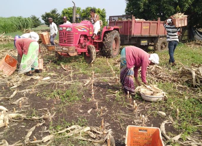 The joy of the festival was lost by the return rain | परतीच्या पावसाने हिरावला सणाचा आनंद