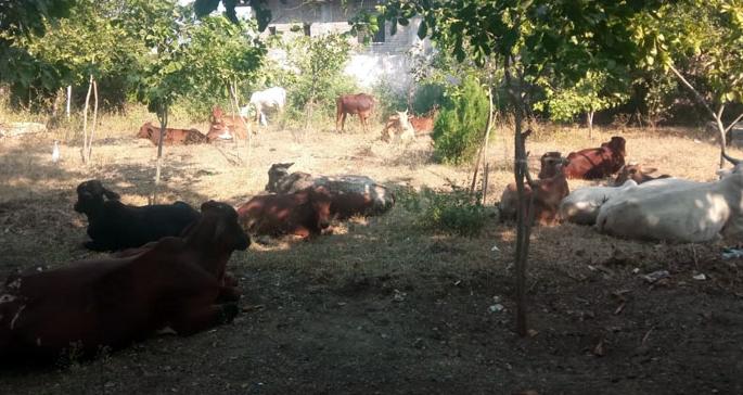 Crops destroyed due to animals | मोकाट जनावरांचा हैदोस, पिके नष्ट