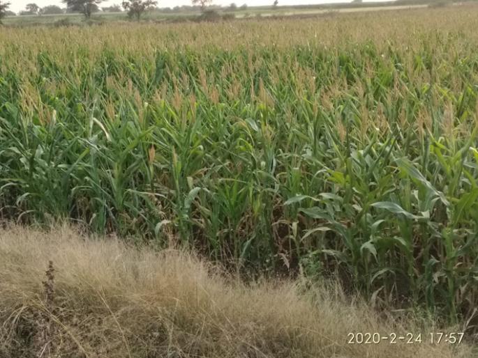 Electricity company 'shock' to Jaffarabad | जाफराबादेत निसर्गाच्या कोपानंतर बळीराजाला वीजकंपनीचा ‘शॉक’ Electricity company 'shock' to Jaffarabad | जाफराबादेत निसर्गाच्या कोपानंतर बळीराजाला वीजकंपनीचा ‘शॉक’