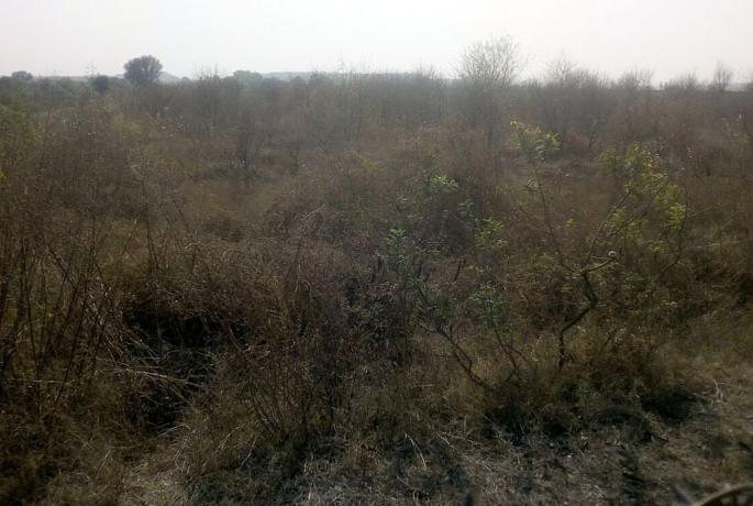 Jambhulan  of the forest department on paper only | वनीकरण विभागाचे घाणेवाडी येथील जांभूळबन कागदावरच