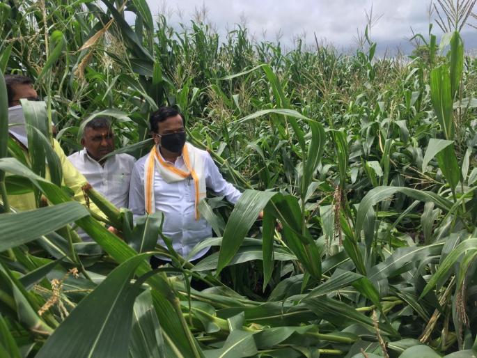 Heavy rains hit maize crop on 1500 hectares | वादळी पावसामुळे १५०० हेक्टरवरील मका पिकाला फटका Heavy rains hit maize crop on 1500 hectares | वादळी पावसामुळे १५०० हेक्टरवरील मका पिकाला फटका