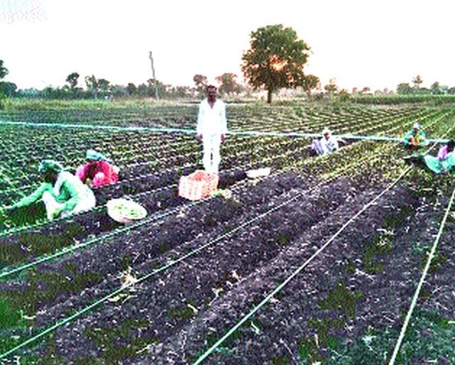 No laborers; No planting! | मजूर मिळेना; लागवड होईना! No laborers; No planting! | मजूर मिळेना; लागवड होईना!