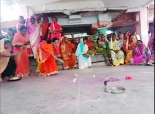 Learn; Traditions in Shetfal regarding the worship of the living serpent | जाणून घ्या; जिवंत नागाच्या पूजेबाबत शेटफळमधील परंपरा