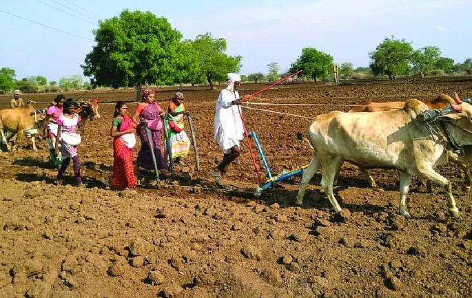 Beginning of sowing in Khamgaon taluka! | खामगाव तालुक्यात पेरणीची लगबग! Beginning of sowing in Khamgaon taluka! | खामगाव तालुक्यात पेरणीची लगबग!