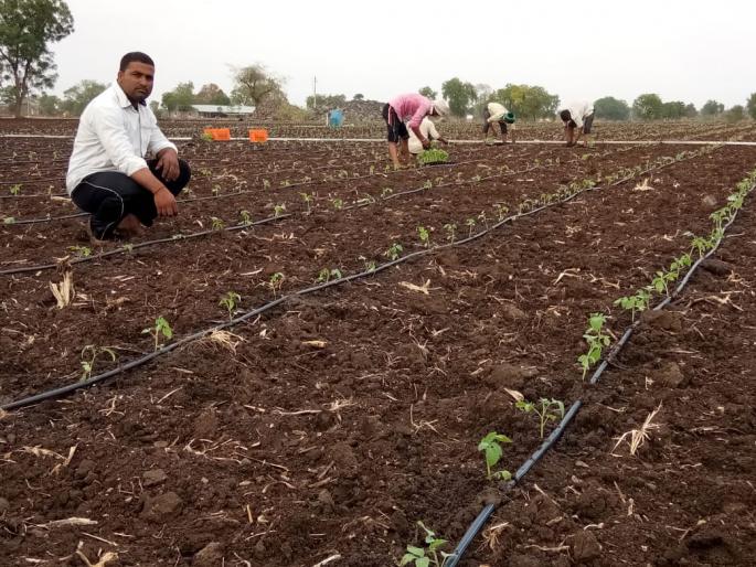 Tomato planting on minor water in Kottamgaon area | कोटमगाव परिसरात अल्पशा पाण्यावर टमाट्याची लागवड Tomato planting on minor water in Kottamgaon area | कोटमगाव परिसरात अल्पशा पाण्यावर टमाट्याची लागवड