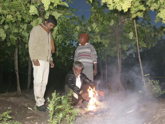 Warmth of the vineyards | द्राक्ष बागांना शेकोटीची ऊब Warmth of the vineyards | द्राक्ष बागांना शेकोटीची ऊब