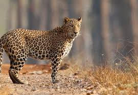 Leopard terror in Narayan Tembhi area | नारायण टेंभी परिसरात बिबट्याची दहशत Leopard terror in Narayan Tembhi area | नारायण टेंभी परिसरात बिबट्याची दहशत