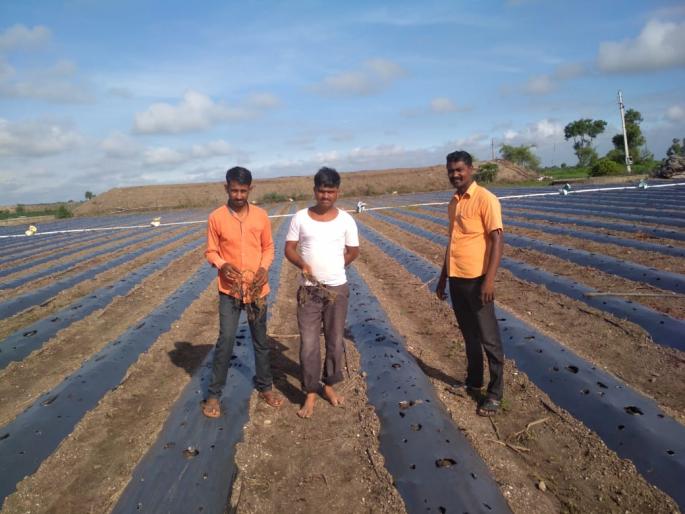 Manori: An acre crop plot was raised at Satare | मानोरी : सातारे येथे एक एकरातील पिकाचा प्लॉट उपटला Manori: An acre crop plot was raised at Satare | मानोरी : सातारे येथे एक एकरातील पिकाचा प्लॉट उपटला