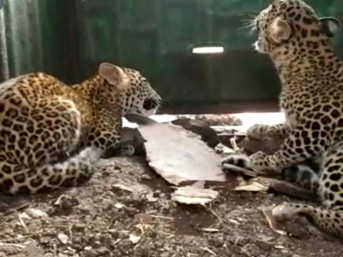 Two leopards in a cage at Mohadi | मोहाडी येथे दोन बिबटे पिंजऱ्यात Two leopards in a cage at Mohadi | मोहाडी येथे दोन बिबटे पिंजऱ्यात