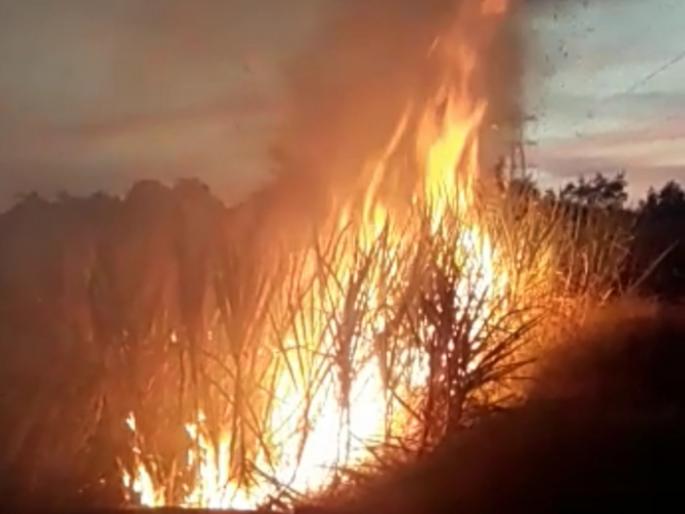 Burn 1.5 acres of sugarcane in a fire caused by a short circuit | शॉर्टसर्किटमुळे लागलेल्या आगीत दिड एकर ऊस जळून खाक Burn 1.5 acres of sugarcane in a fire caused by a short circuit | शॉर्टसर्किटमुळे लागलेल्या आगीत दिड एकर ऊस जळून खाक