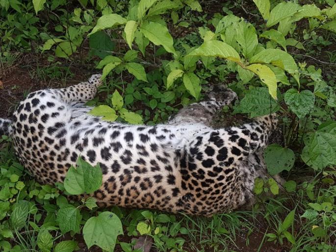 Dying in a dead body in Igatpuri taluka | इगतपुरी तालुक्यात बिबट्या मृतावस्थेत Dying in a dead body in Igatpuri taluka | इगतपुरी तालुक्यात बिबट्या मृतावस्थेत