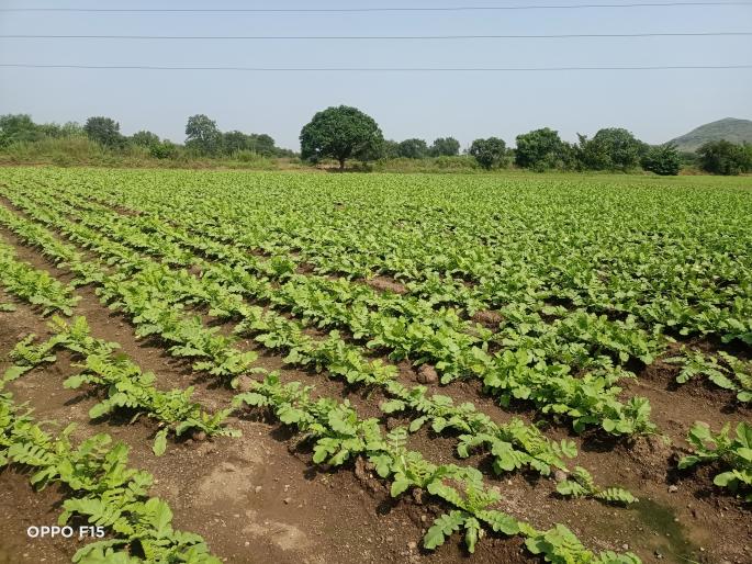 Farmers marched towards value ... | शेतकऱ्यांनी मोर्चा वळवला मुळ्याकडे... Farmers marched towards value ... | शेतकऱ्यांनी मोर्चा वळवला मुळ्याकडे...