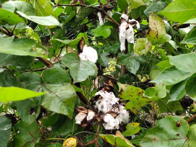 Crop loss in 1900 hectare area during kharif season | खरीप हंगामात १९०० हेक्टर क्षेत्रातील पिकांचे नुकसान Crop loss in 1900 hectare area during kharif season | खरीप हंगामात १९०० हेक्टर क्षेत्रातील पिकांचे नुकसान