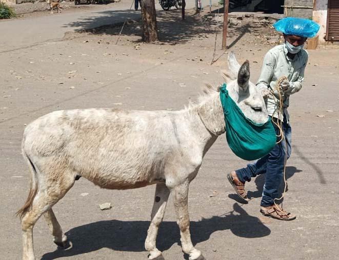 The message had to be given to the villagers by donkey | गाढवाद्वारे द्यावा लागला ग्रामस्थांना संदेश The message had to be given to the villagers by donkey | गाढवाद्वारे द्यावा लागला ग्रामस्थांना संदेश