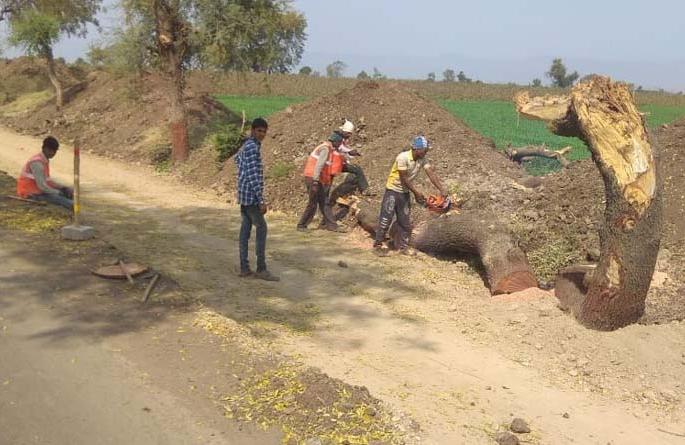 Irregular tree cutting for highway one | राज्यमार्ग एकसाठी नियमबाह्य वृक्षतोड