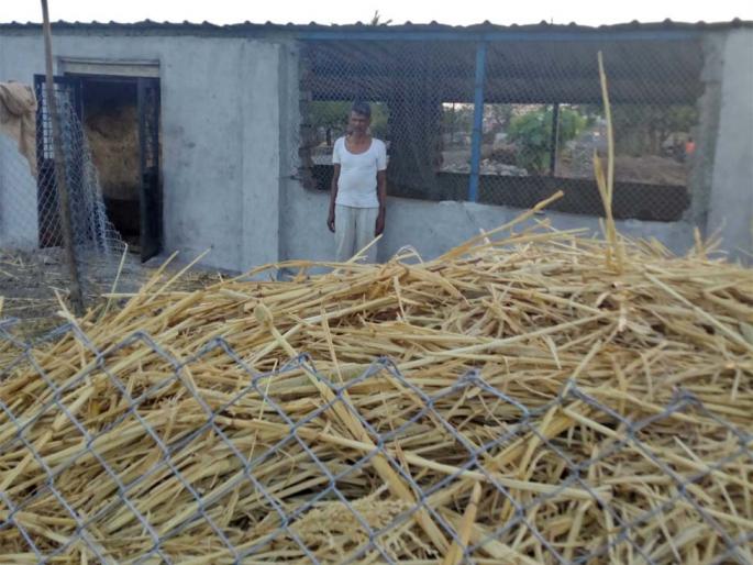 Due to lack of cottage funds, | गोठय़ांचा निधी नसल्याने जनावरांचे हाल Due to lack of cottage funds, | गोठय़ांचा निधी नसल्याने जनावरांचे हाल