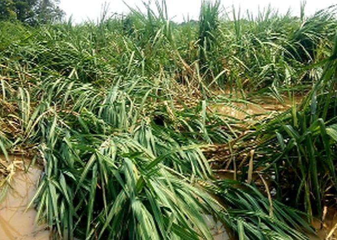 Farmers 'hard work' in water due to rains | पावसामुळे शेतकऱ्यांची ‘मेहनत’ पाण्यात Farmers 'hard work' in water due to rains | पावसामुळे शेतकऱ्यांची ‘मेहनत’ पाण्यात