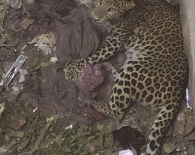 Rescue of female crabs rescued from wells at Wardhe Dhembhe | वर्ढे टेंभे येथील विहिरीतून वाचवलेल्या मादी बिबट्याची वनक्षेत्रात केली रवानगी