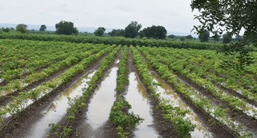 Rains hit 26,000 farmers in August | आॅगस्ट महिन्यात २६ हजार शेतकऱ्यांना पावसाचा फटका Rains hit 26,000 farmers in August | आॅगस्ट महिन्यात २६ हजार शेतकऱ्यांना पावसाचा फटका