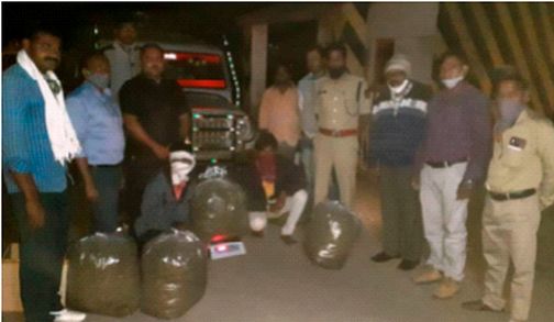 Millions of cannabis seized | सव्वाचार लाखांचा गांजा दरानजीक जप्त Millions of cannabis seized | सव्वाचार लाखांचा गांजा दरानजीक जप्त