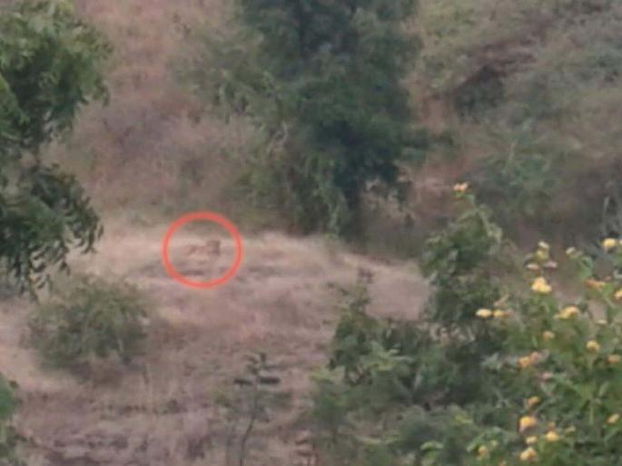 Claim again that Tiger is alive in the district! | जिल्ह्यात ‘टायगर जिंदा’ असल्याचा पुन्हा दावा़! Claim again that Tiger is alive in the district! | जिल्ह्यात ‘टायगर जिंदा’ असल्याचा पुन्हा दावा़!