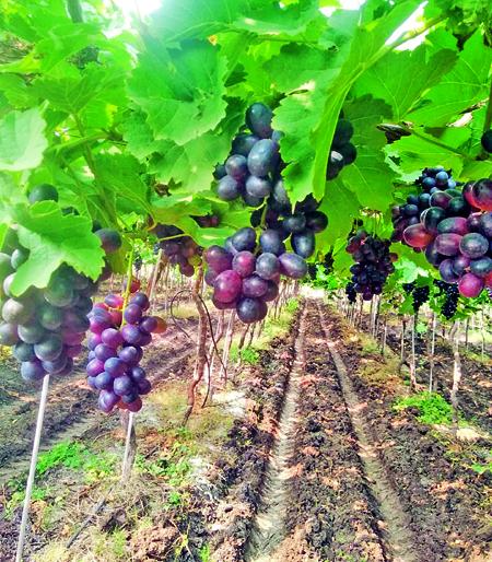 Giving sugarcane farming a yield of 3 lakh grapes on three acres of acreage | ऊसशेतीला फाटा देत तीन एकरावरील द्राक्ष उत्पादनात मिळविले १६ लाखांचे उत्पन्न