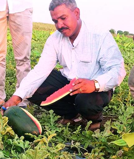 Social media is the basis for marketing of banana and kalingad | केळी अन् कलिंगडच्या मार्केटिंगसाठी घेतला सोशल मिडियाचा आधार Social media is the basis for marketing of banana and kalingad | केळी अन् कलिंगडच्या मार्केटिंगसाठी घेतला सोशल मिडियाचा आधार