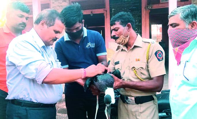 Philosophy of humanity; Due to the promptness of the police, the life of the bird was saved | माणुसकीचे दर्शन; पोलिसांच्या तत्परतेमुळे माळढोक पक्ष्याचे प्राण वाचले Philosophy of humanity; Due to the promptness of the police, the life of the bird was saved | माणुसकीचे दर्शन; पोलिसांच्या तत्परतेमुळे माळढोक पक्ष्याचे प्राण वाचले